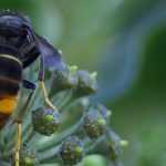 Asian hornet trap: how to make it - illustrated tutorial