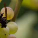 Asian hornet: how to recognise and control it