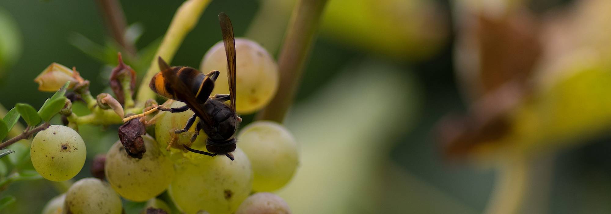 Asian hornet: how to recognise and control it