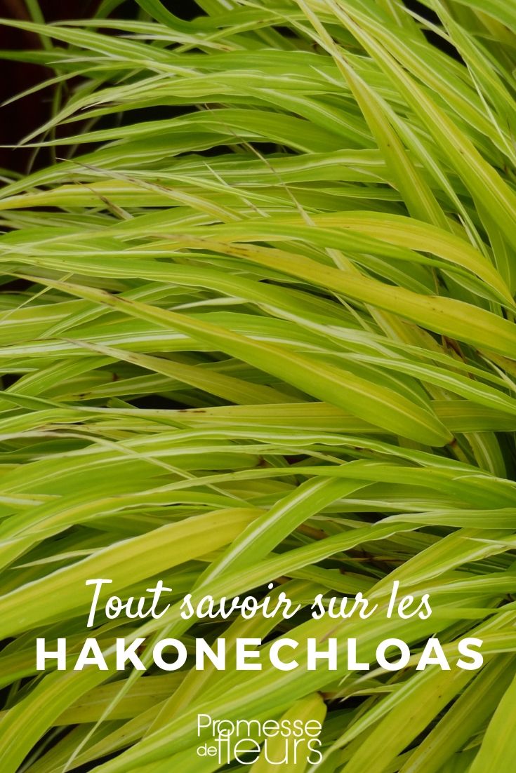 Japanese Herb: Everything You Need to Know