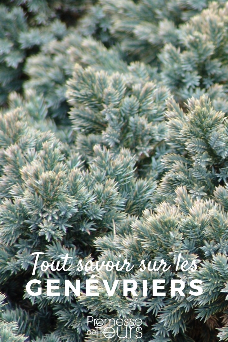 Juniper: Everything You Need to Know