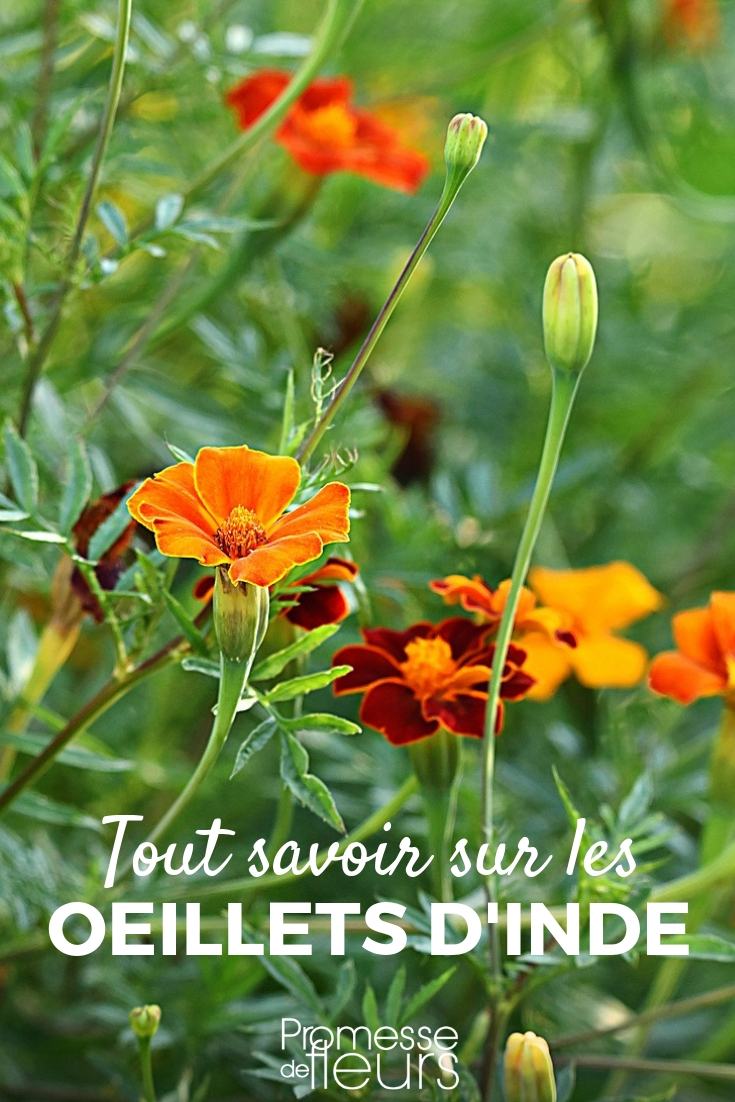 Marigold, Tagetes: Sowing, Planting