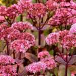 12 ultra-hardy plants for the garden