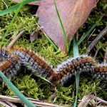 Pine processionary caterpillar: dangers and control methods