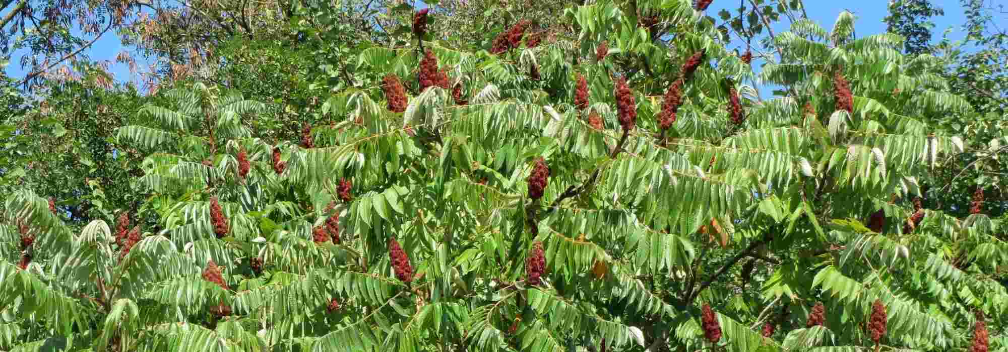 Sumac, vinegar tree: planting, growing and care