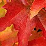 Virgin vine: planting, care, pruning