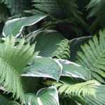 Design a shady border: which shade plants to choose for your garden?