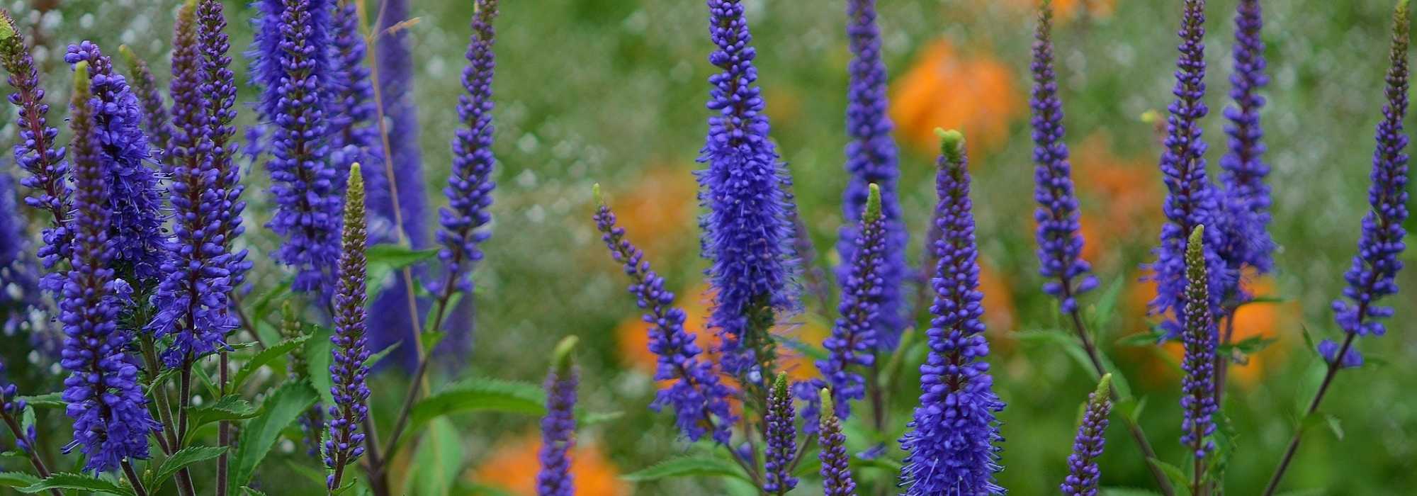 Perennial veronica: planting and care