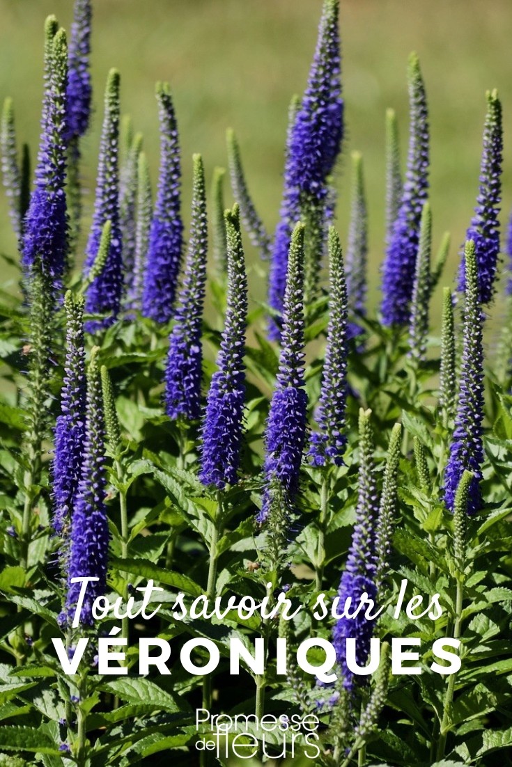 Veronica perennial plant