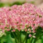 10 drought-resistant perennial plants for gardens without watering