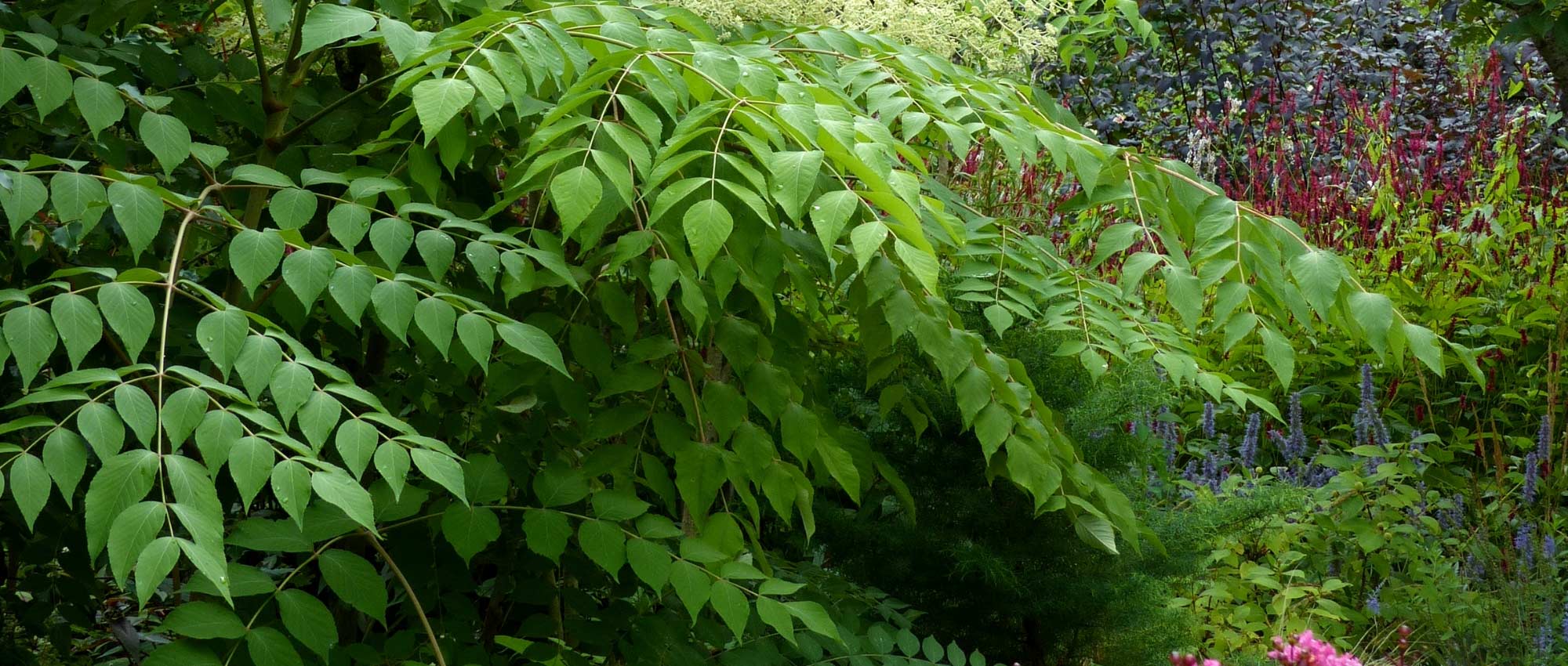 Aralia: planting, cultivation and care