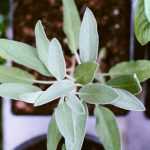 Propagation by cuttings: everything you need to know about different techniques and our advice