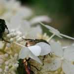 Golden rose chafer: all about this large garden insect