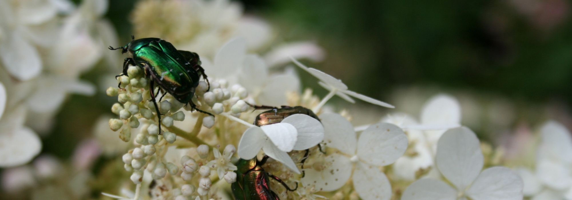 Golden rose chafer: all about this large garden insect