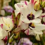 Ixia: planting, growing and care