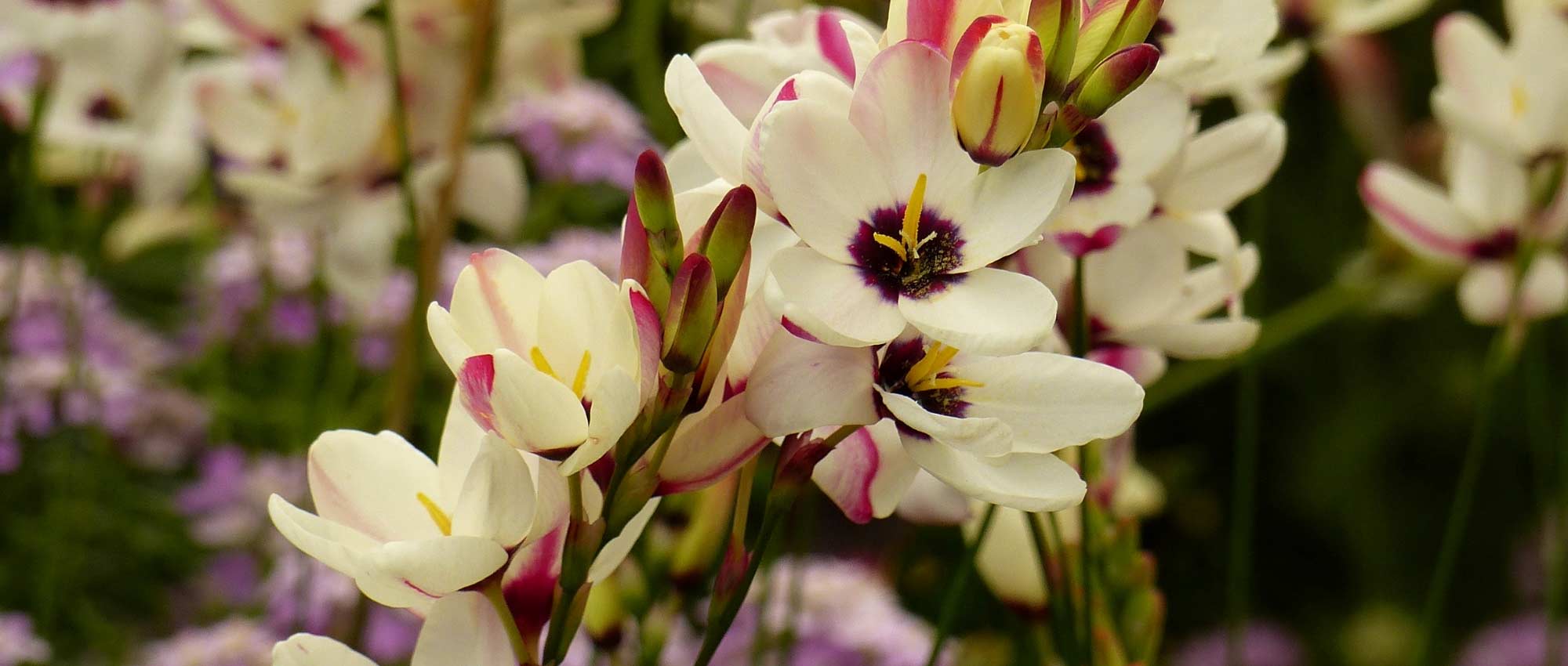 Ixia: planting, growing and care