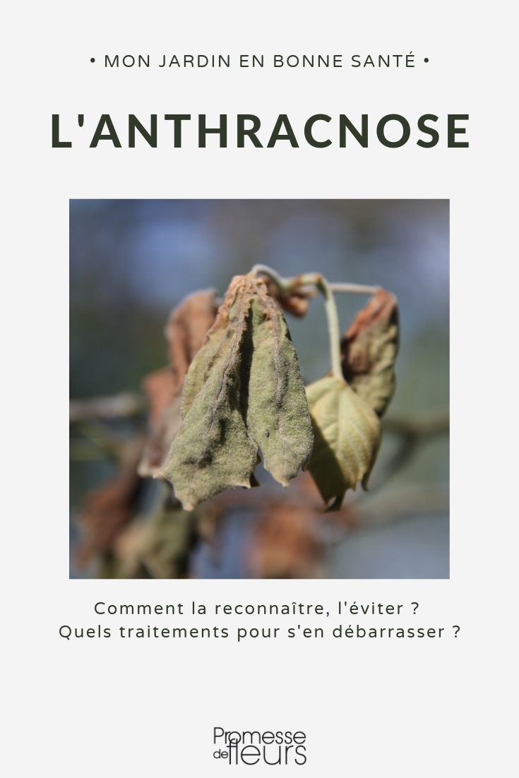 anthracnose disease