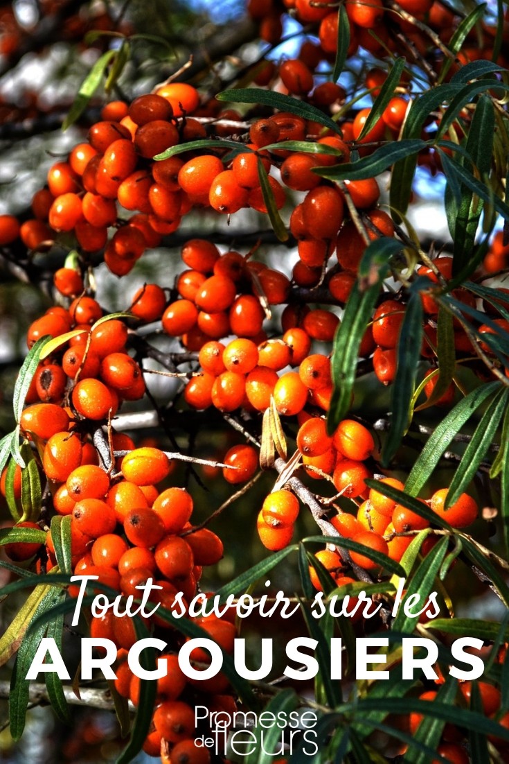 sea buckthorn