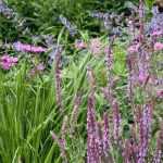 7 successful plant combinations for a full-sun border