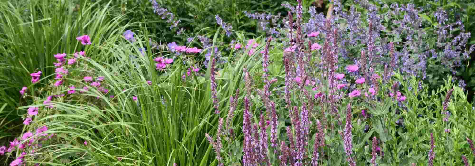 7 successful plant combinations for a full-sun border