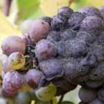 Botrytis or grey mould