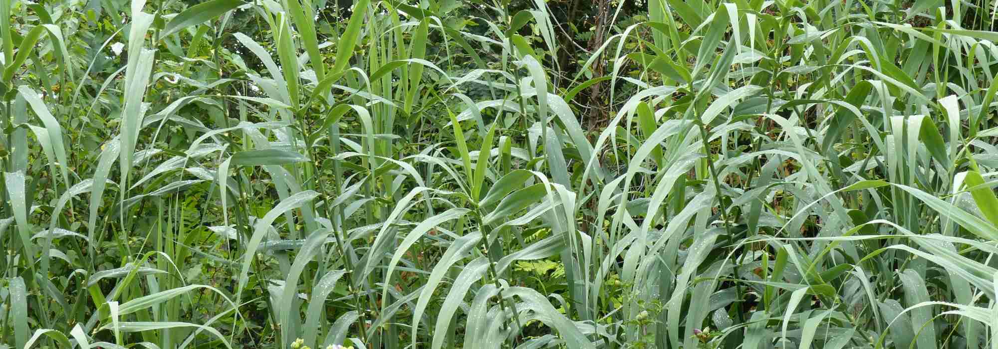 Giant reed, Arundo donax<em> </em>: planting, cultivation, care