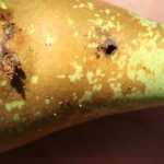 Codling moth on fruit trees