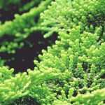 Chamaecyparis, False cypress: planting, pruning and caring for