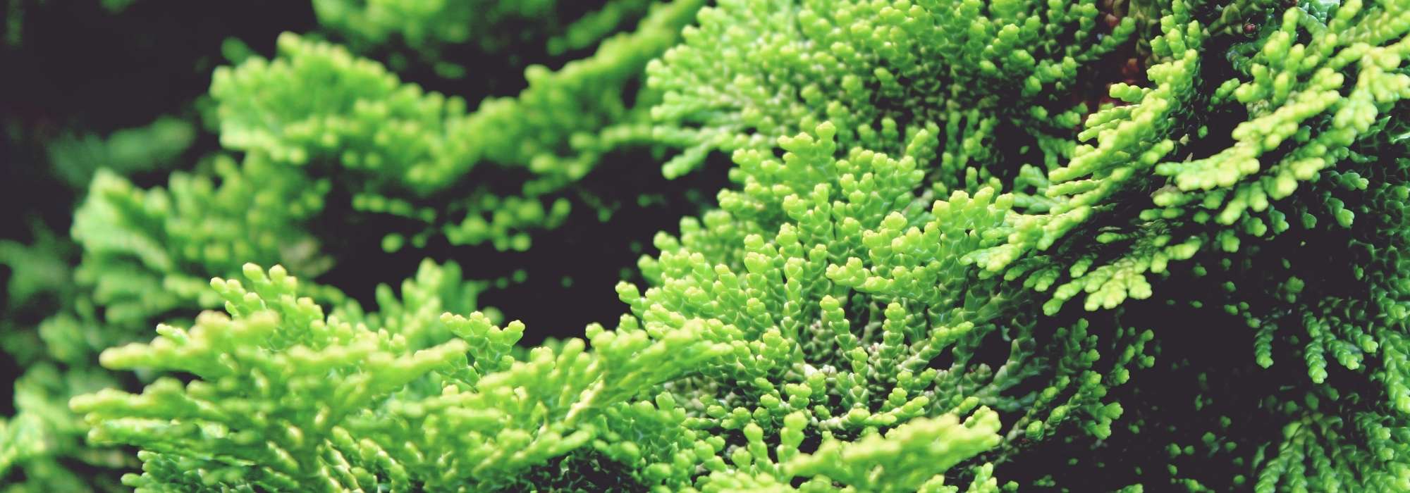 Chamaecyparis, False cypress: planting, pruning and caring for