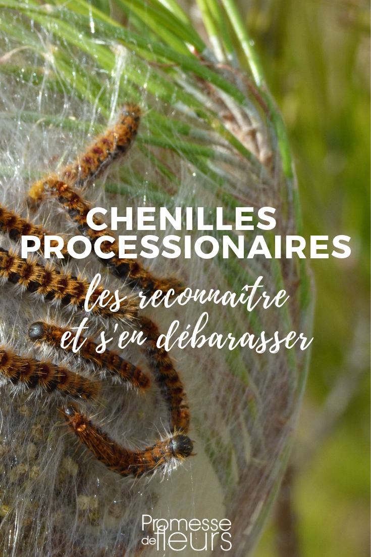 Pine Processionary: Hazards and Control Measures