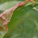Peach leaf curl
