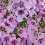 Diascia, twinspur : sowing, planting, growing