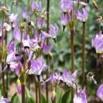 Dodecatheon, Virginia shooting-star: planting and growing