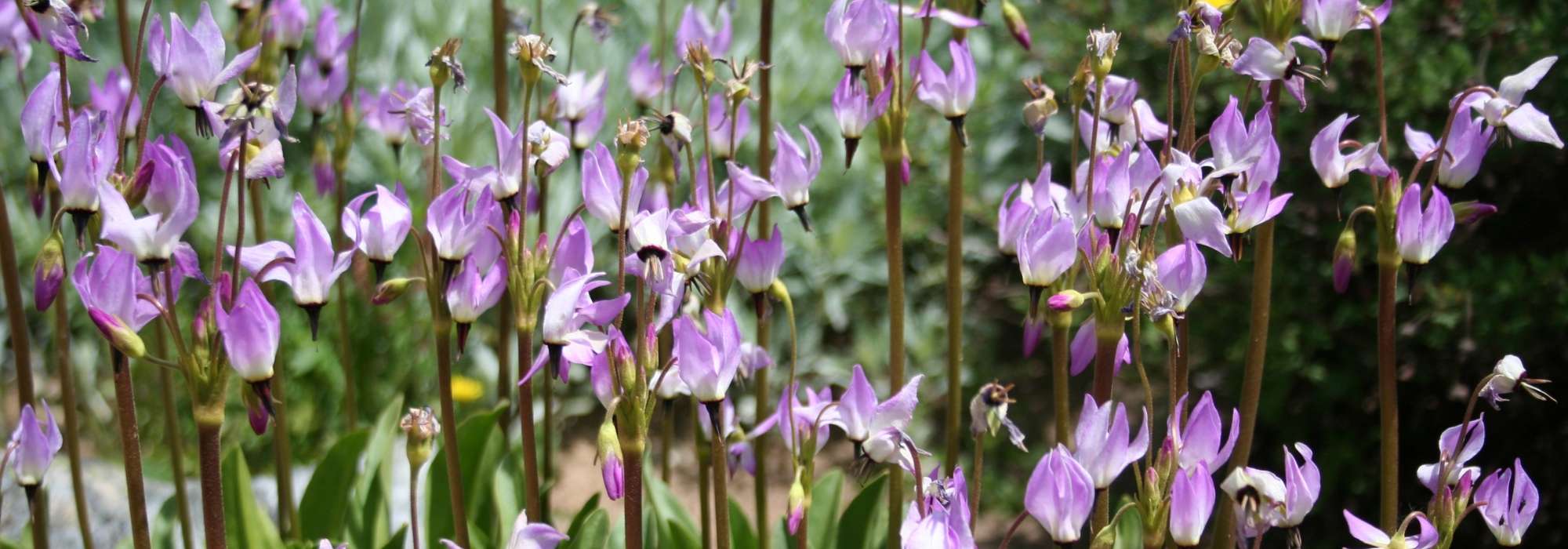 Dodecatheon, Virginia shooting-star: planting and growing