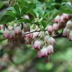 Enkianthus, campanulate andromeda: how to plant, grow and care?