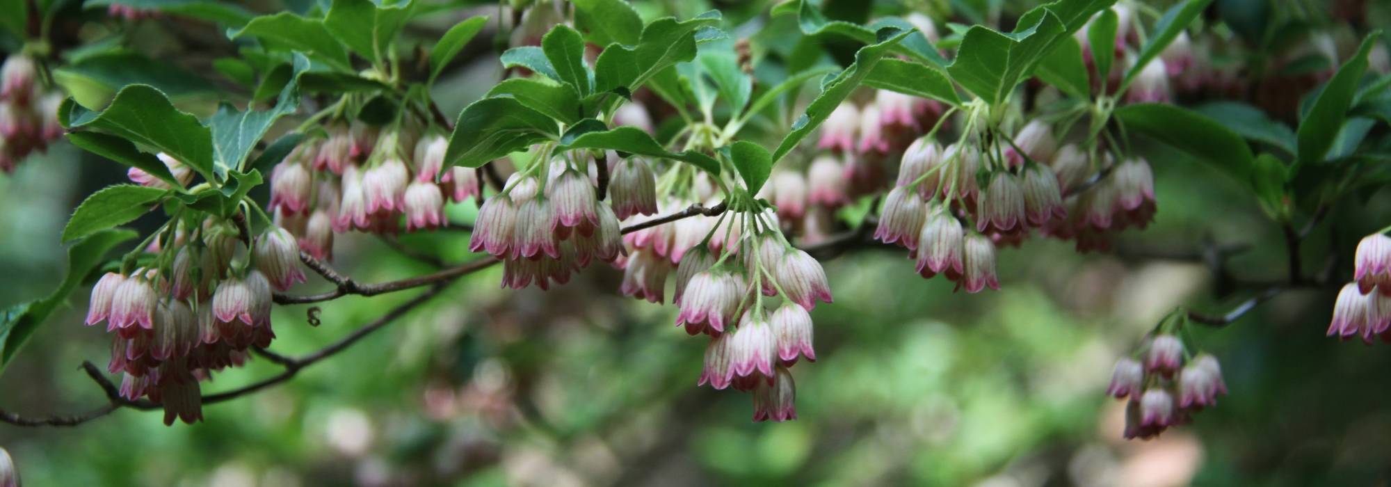 Enkianthus, campanulate andromeda: how to plant, grow and care?