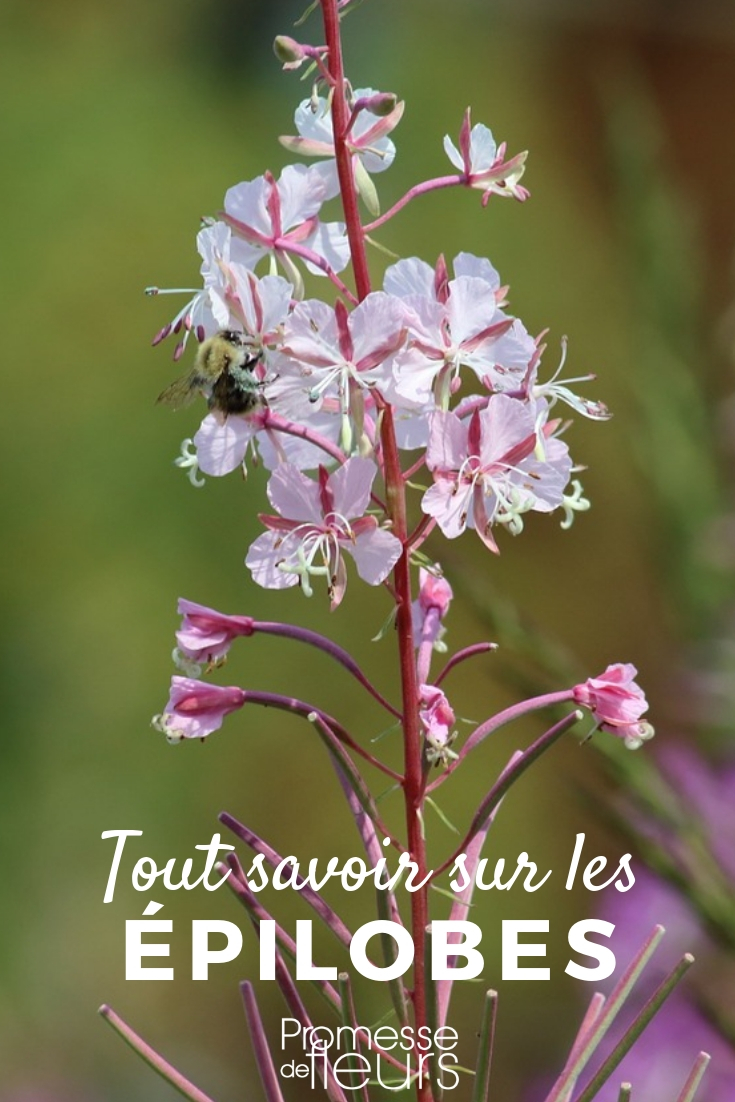 Willowherb: Planting and Cultivating