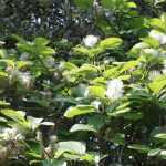 Fothergilla: planting, pruning and care
