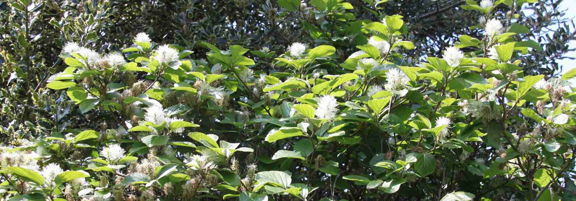 Fothergilla: planting, pruning and care