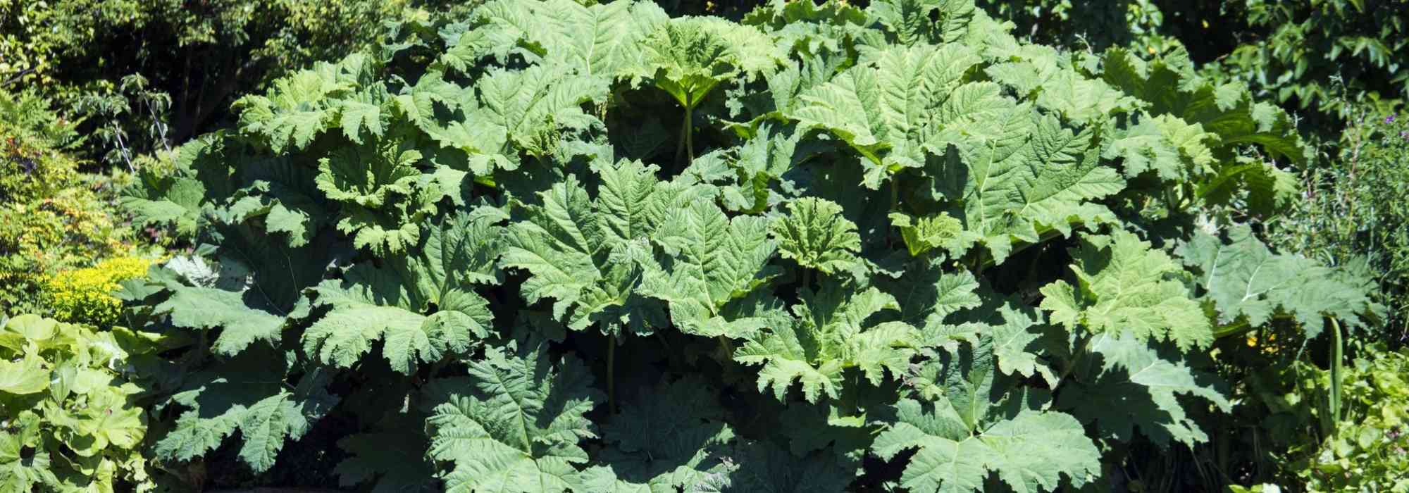 Gunnera, Brazilian giant rhubarb: planting and care