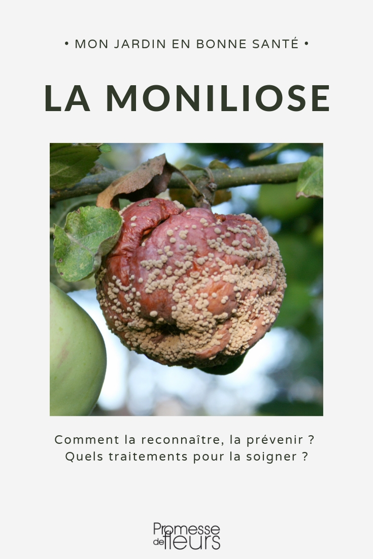Moniliasis or fruit rot