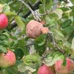 Brown rot of fruit trees
