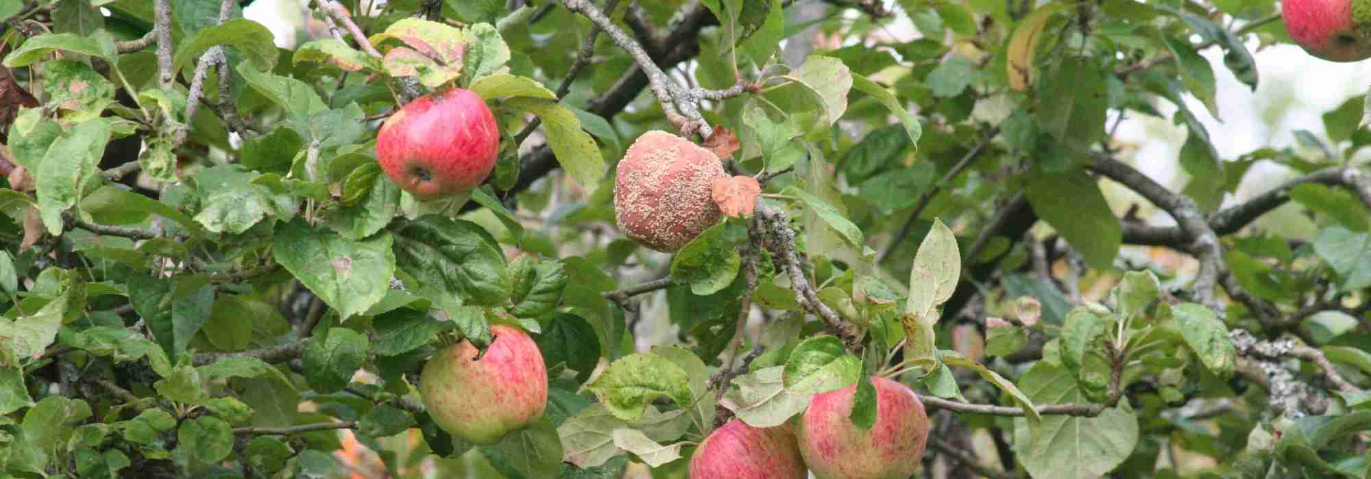 Brown rot of fruit trees
