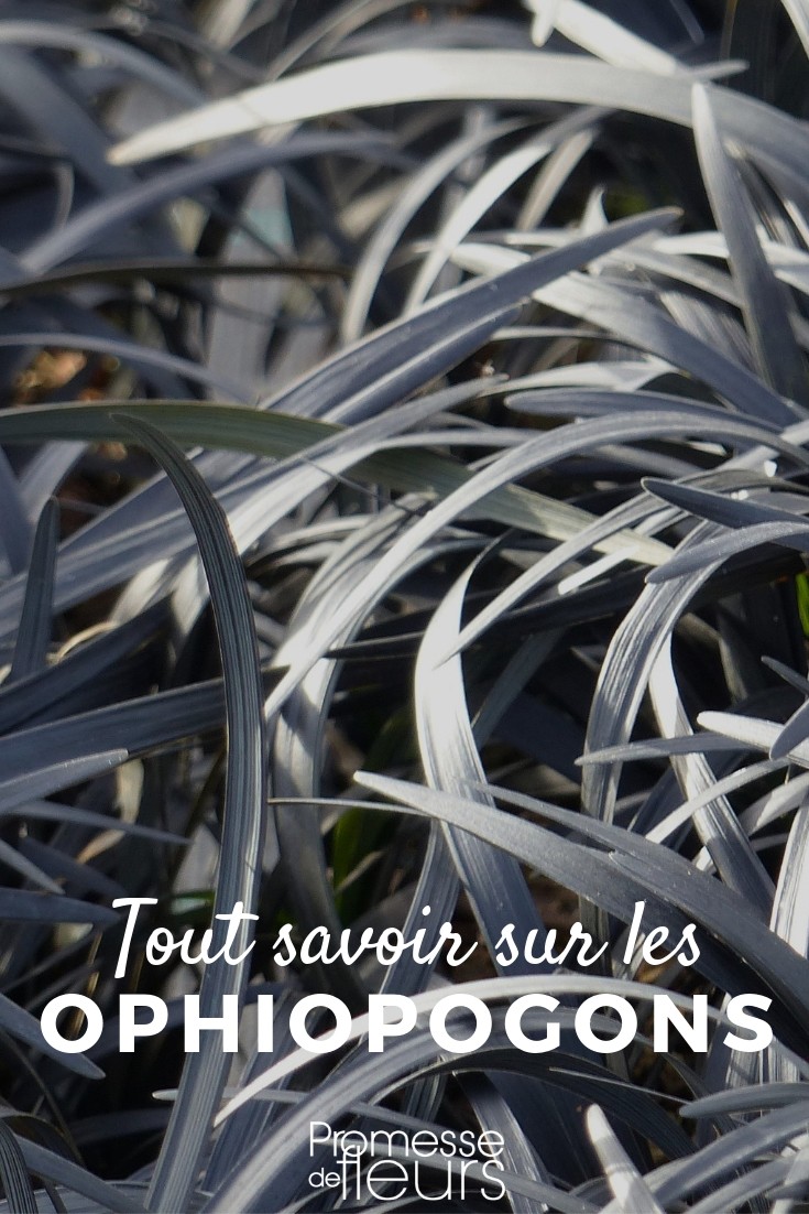 Everything You Need to Know About the Snake's Beard