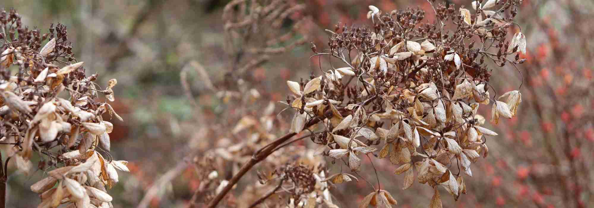 Plant dead or still dormant?