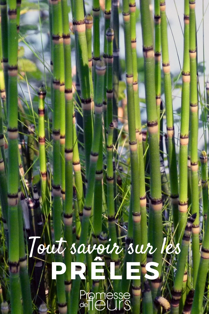 Equisetum Hyemale: Planting and Cultivation