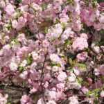 Flowering almond, Chinese almond: planting, pruning, care