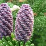 Fir, Abies: planting, pruning and care