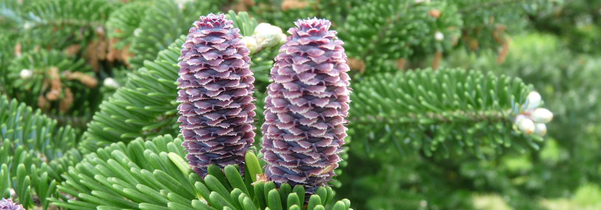 Fir, Abies: planting, pruning and care