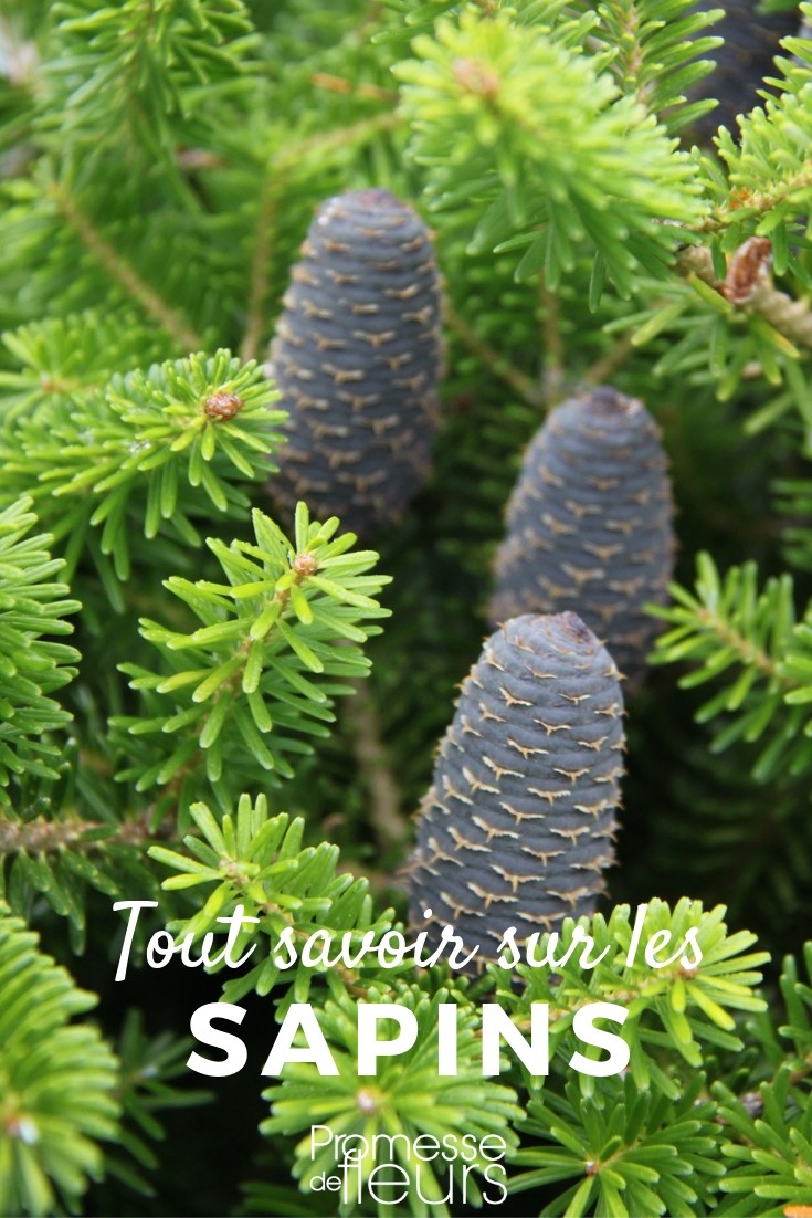 Everything You Need to Know About Abies